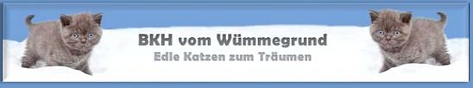 BKH vom Wümmegrund